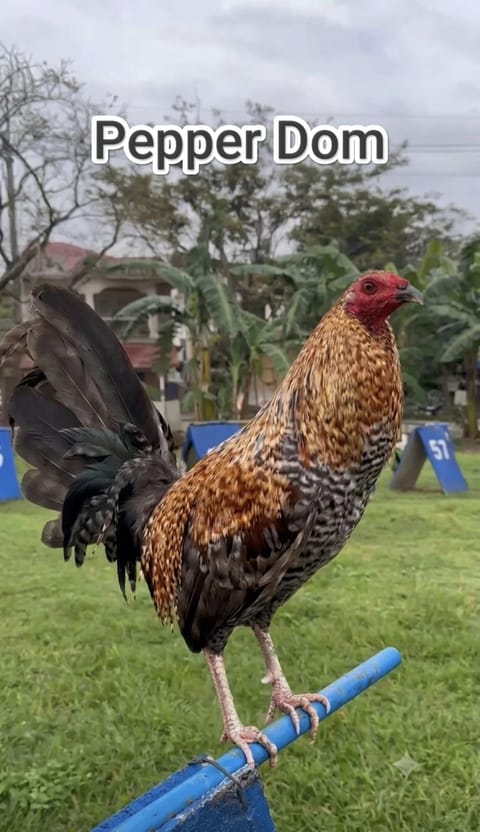 Photo from Don F Farm's post