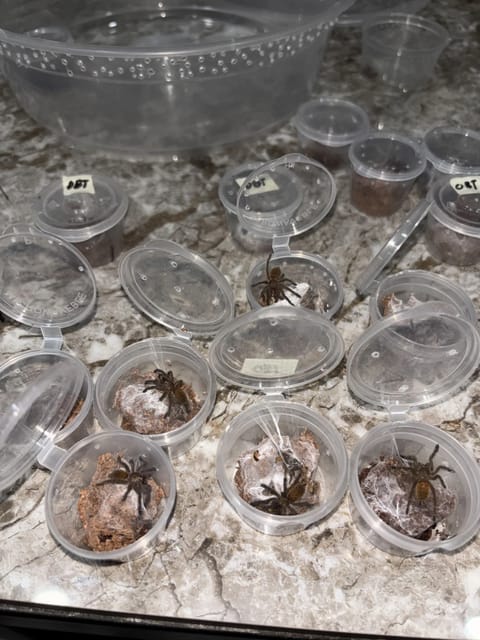 Photo from Arachno Drip's post