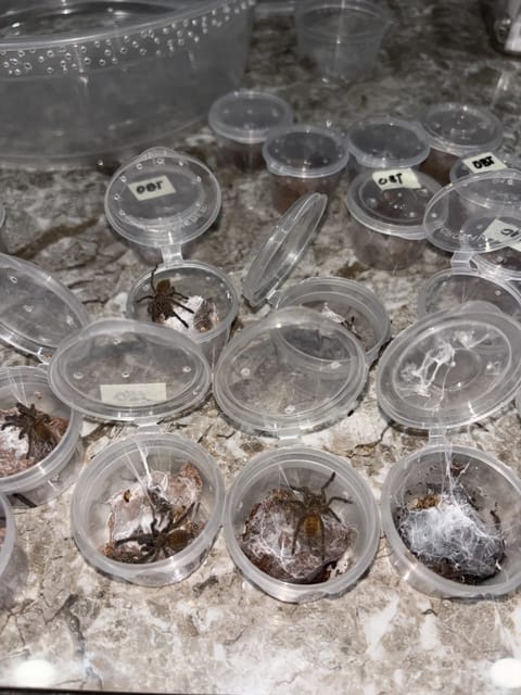 Photo 2 of 7 from Arachno Drip's post