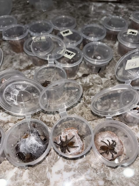 Photo 3 of 7 from Arachno Drip's post