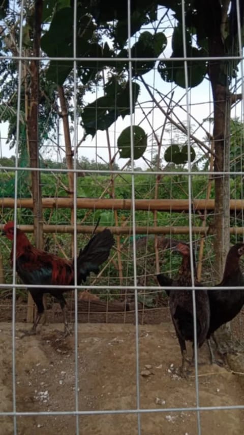 Photo from Goldenbirds GF's post