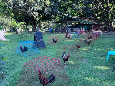 Photo 2 of 5 from sirquitz Farm's post