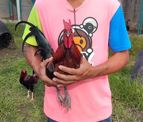 Photo 1 of 2 from Ronnel Sepada Ocampo's post