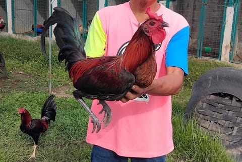Photo 2 of 2 from Ronnel Sepada Ocampo's post
