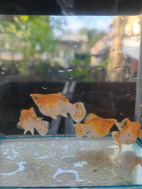 Video from MJPetshop's post