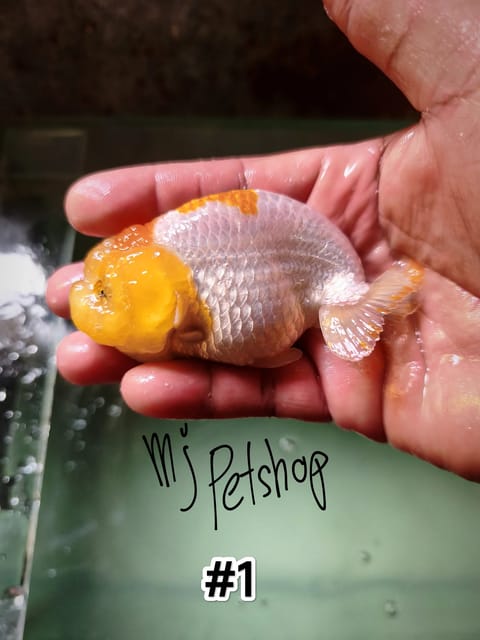Photo from MJPetshop's post