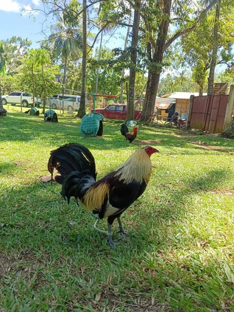 Photo from LAC GAMEFOWLS's post