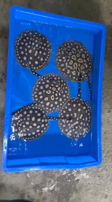Photo from KnT Aquascape's post