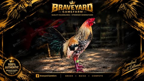 Photo from BRAVEYARD GF's post