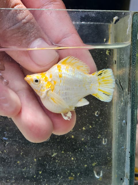 Photo from Kyle Joshua Jaleco's post