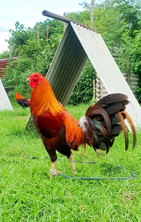 Photo from JPB ARMOUR GAMEFARM's post