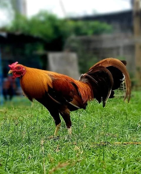 Photo from JPB ARMOUR GAMEFARM's post