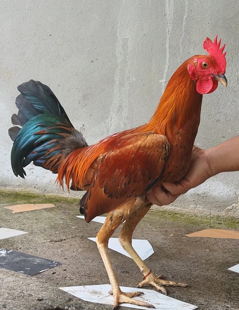 Photo from MK BACKYARD's post