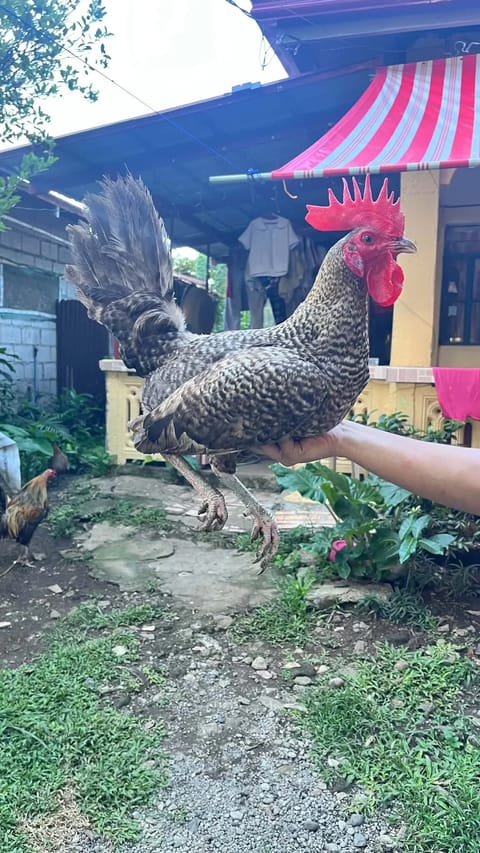 Photo from MK BACKYARD's post