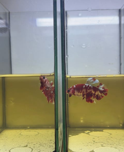 Photo 2 of 5 from Zph Betta's post