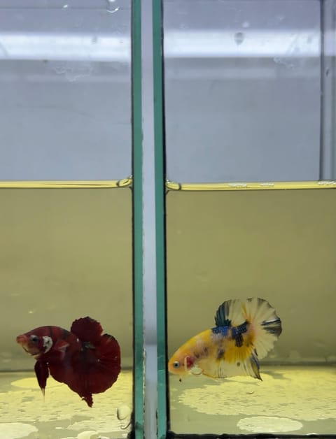 Photo 4 of 5 from Zph Betta's post