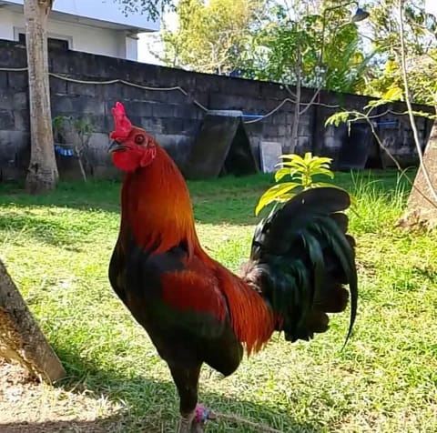 Video from MYC SON GAMEYARD's post