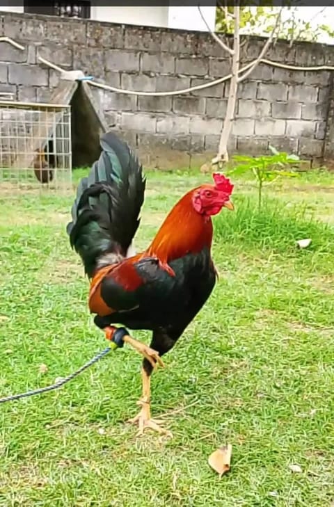 Video from MYC SON GAMEYARD's post
