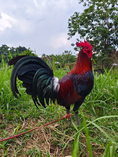 Photo from WildSide Rooster Gamefarm's post