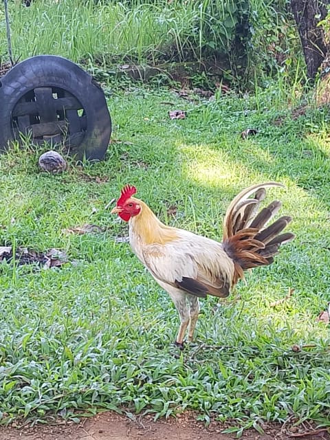 Photo from RKK GAME FARM CALBAYOG CITY's post