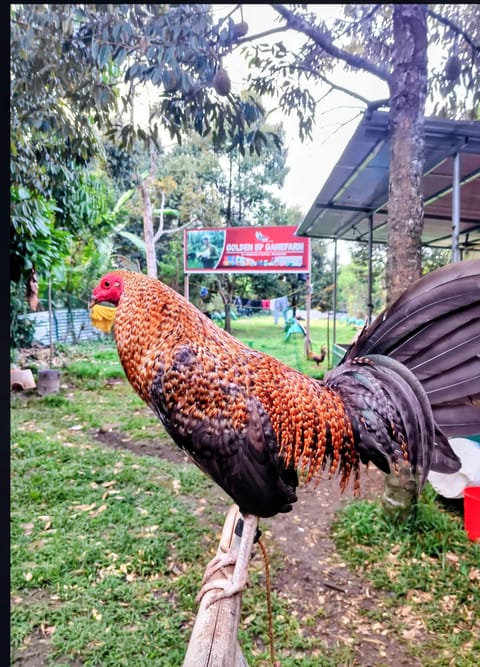 Photo from Golden BP Gamefarm's post