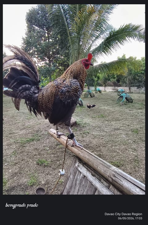 Photo from Golden BP Gamefarm's post