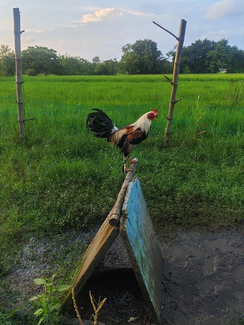Photo 2 of 7 from Jhon Robert Polca's post