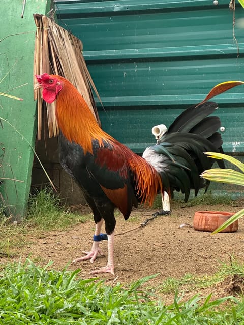 Photo from GAMATA CREEK GAMEFARM's post