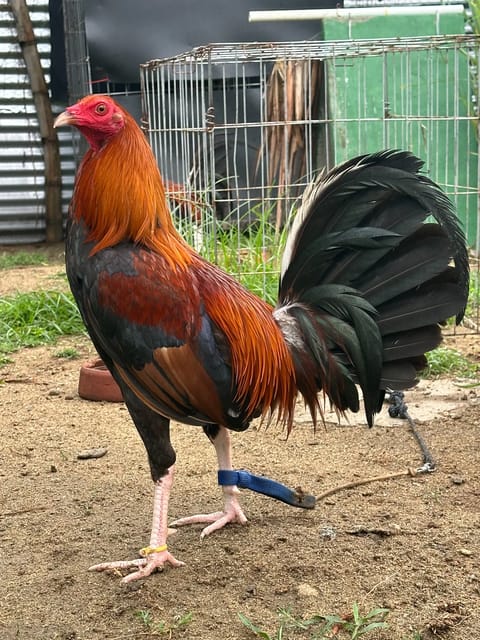 Photo from GAMATA CREEK GAMEFARM's post
