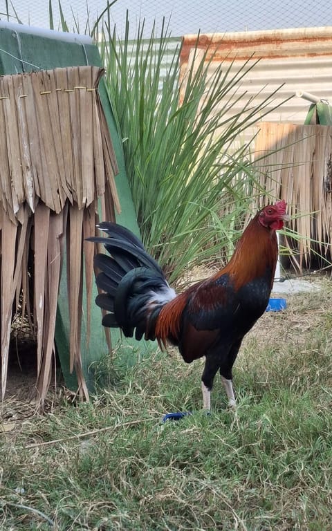 Photo from GAMATA CREEK GAMEFARM's post