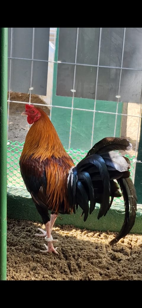 Photo from GAMATA CREEK GAMEFARM's post