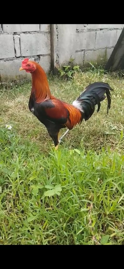 Photo from GAMATA CREEK GAMEFARM's post
