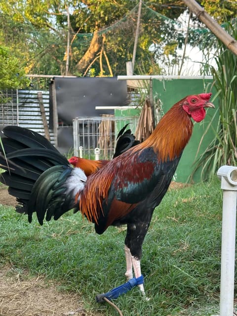 Photo from GAMATA CREEK GAMEFARM's post