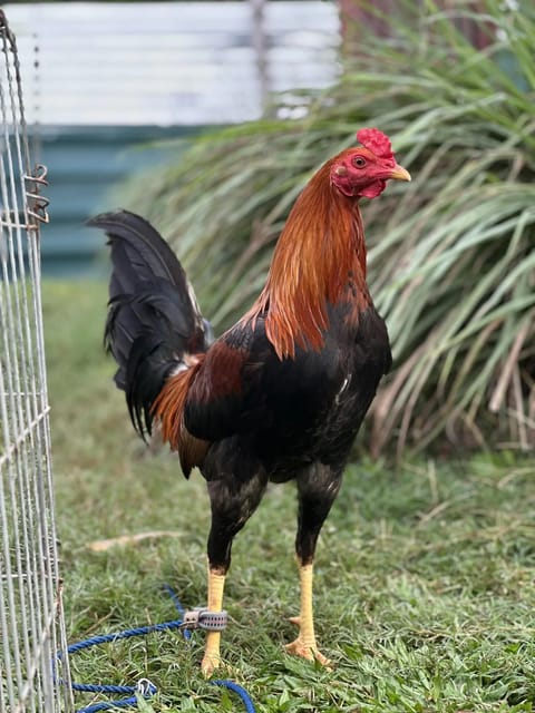 Photo from GAMATA CREEK GAMEFARM's post