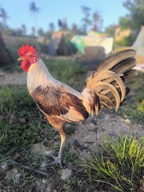 Photo from ElectraBackyard's post