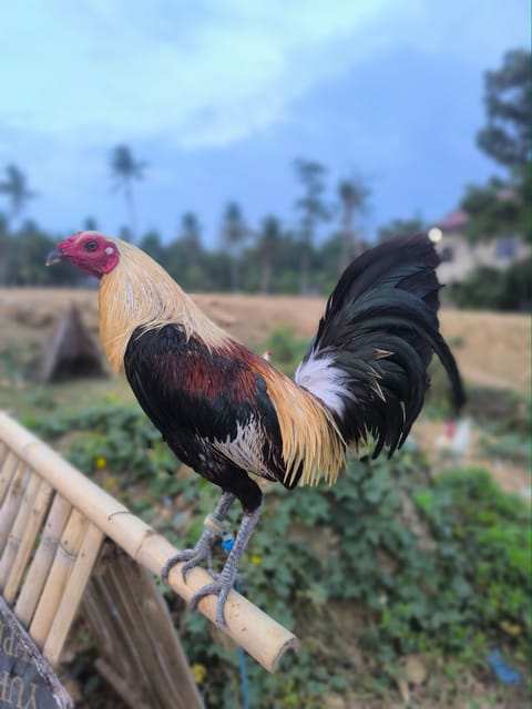 Photo from ElectraBackyard's post