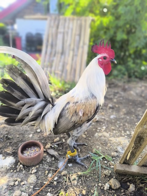 Photo from ElectraBackyard's post