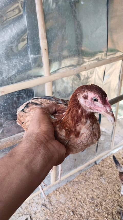 Photo from Bing's GFarm's post