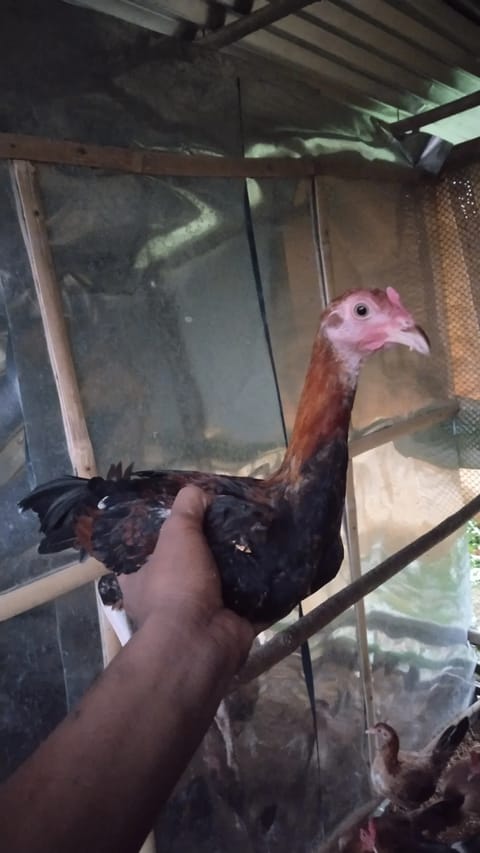 Photo from Bing's GFarm's post