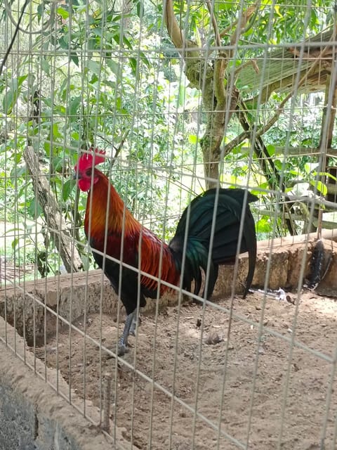 Photo from King Cyrus Gamefarm Cebu's post