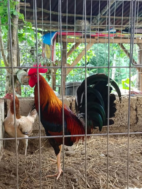Photo from King Cyrus Gamefarm Cebu's post
