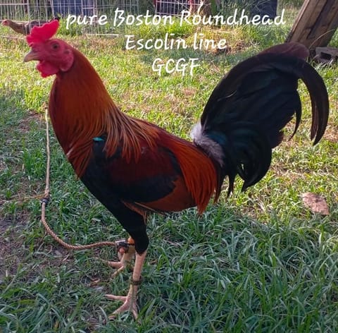 Photo from Goedfrey A. Tabila's post