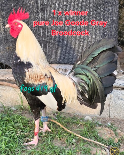 Photo 2 of 23 from Goedfrey A. Tabila's post
