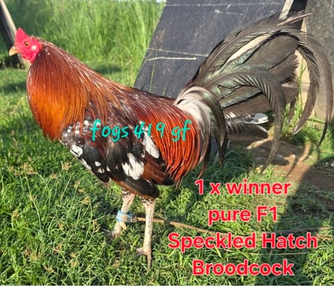 Photo 4 of 23 from Goedfrey A. Tabila's post