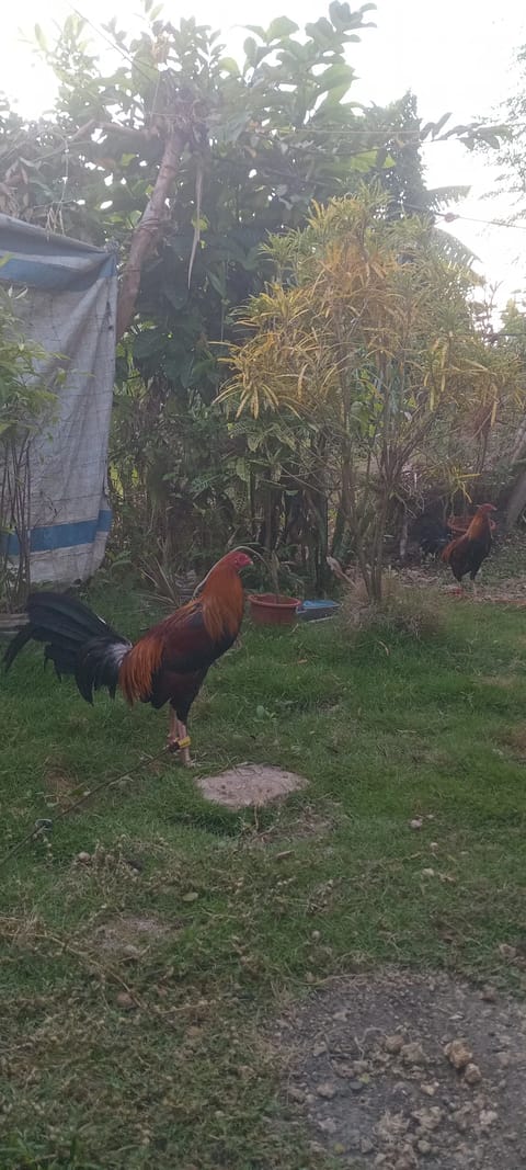 Video from Manok sa Pobre's post
