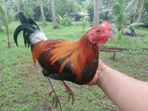 Photo 3 of 8 from Jerico emaas's post