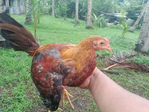 Photo 4 of 8 from Jerico emaas's post