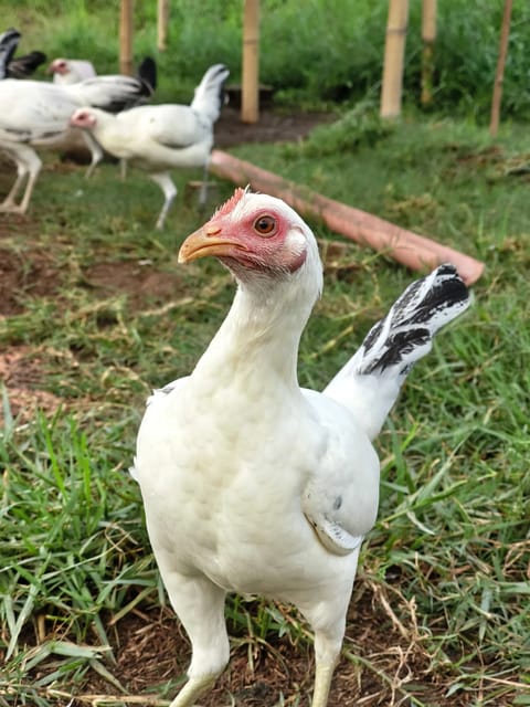 Photo 2 of 4 from EK GAMEFARM's post