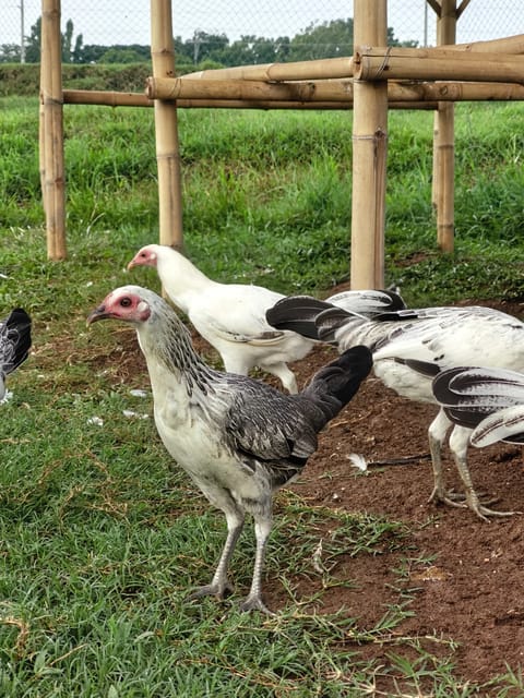 Photo 3 of 4 from EK GAMEFARM's post