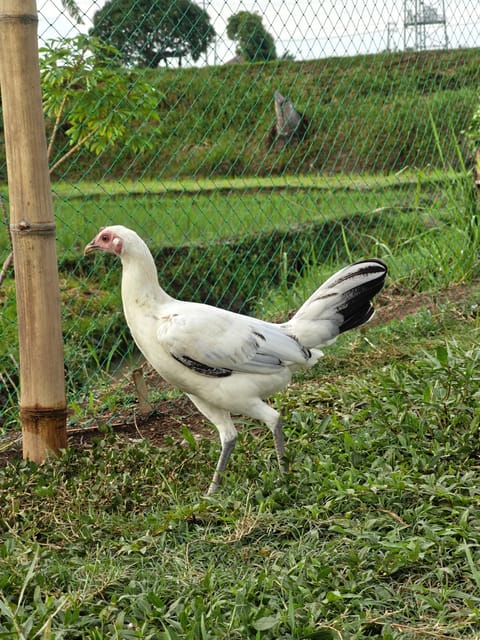 Photo 4 of 4 from EK GAMEFARM's post